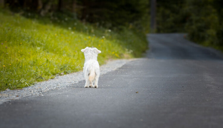 no abbandono cani