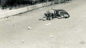 no abbandono cani