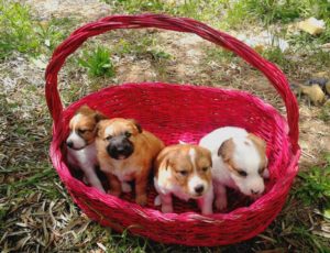no abbandono-cani